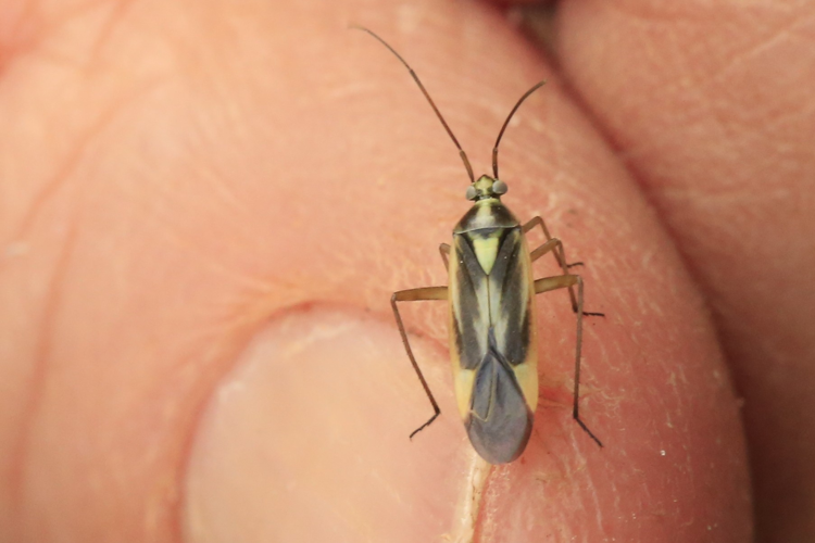 Stenotus binotatus  &copy; Marc Corail