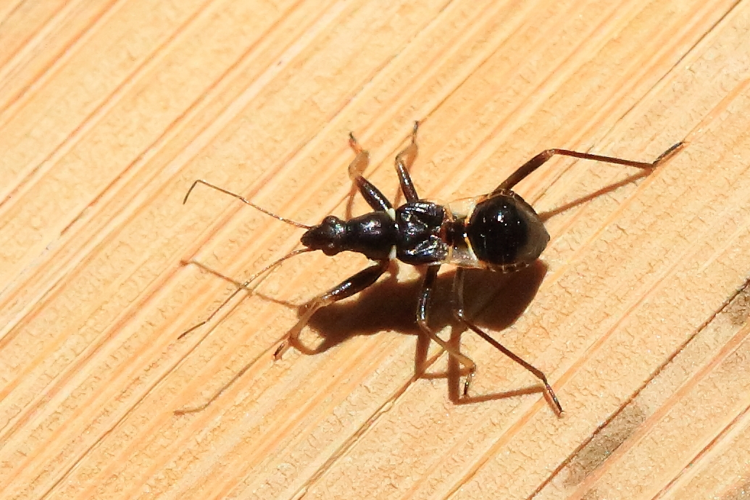 Himacerus mirmicoides &copy; Marc Corail