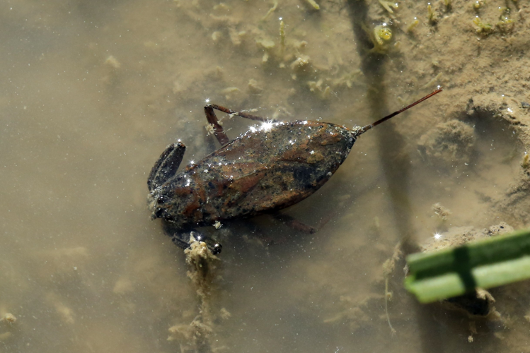 Nepa cinerea &copy; Marc Corail