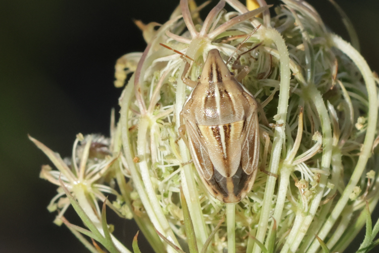 Aelia rostrata &copy; Marc Corail