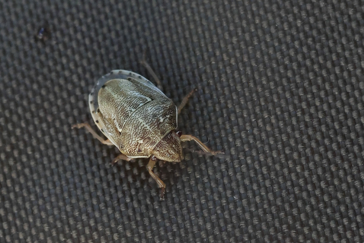 Neottiglossa leporina &copy; Marc Corail