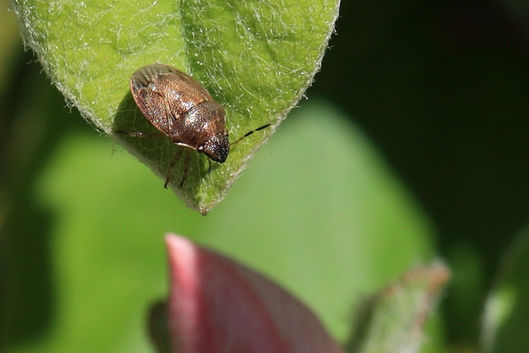 Neottiglossa pusilla &copy; Marc Corail