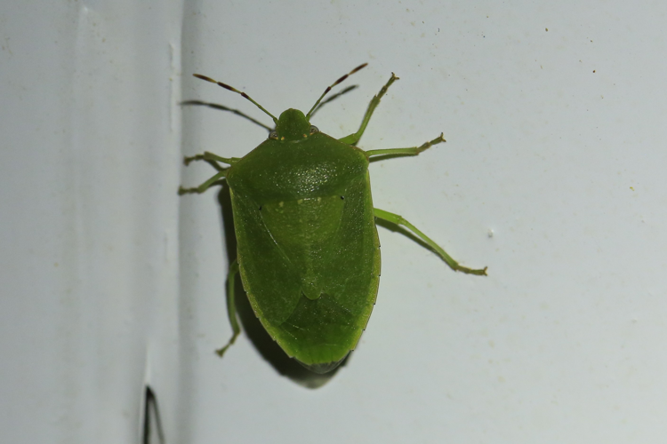 Nezara viridula &copy; Marc Corail