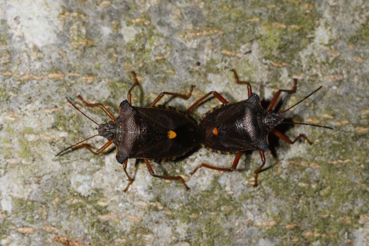 Pentatoma rufipes &copy; Marc Corail