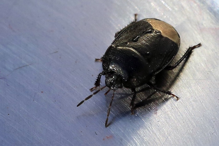 Sehirus morio &copy; Marc Corail