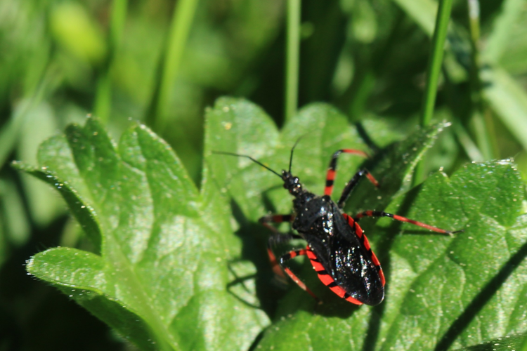 Rhynocoris annulatus &copy; Marc Corail