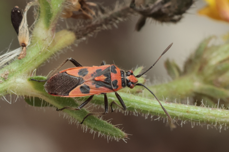 Corizus hyoscyami &copy; Marc Corail