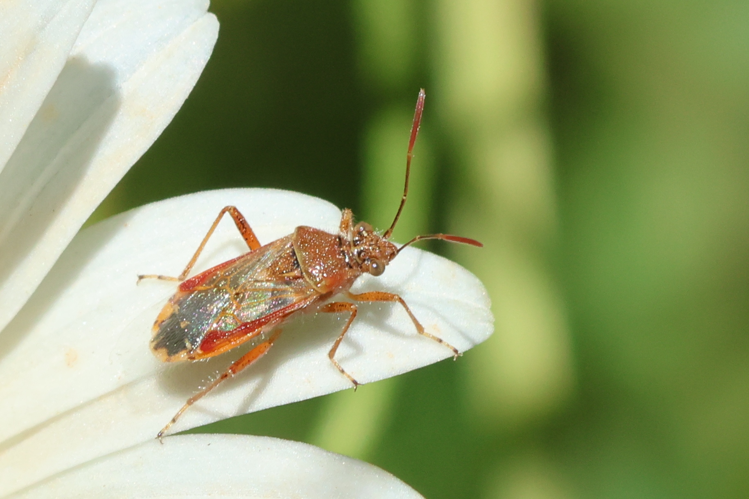 Liorhyssus hyalinus &copy; Marc Corail