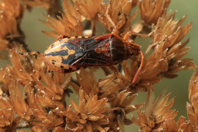 Stictopleurus abutilon &copy; Marc Corail