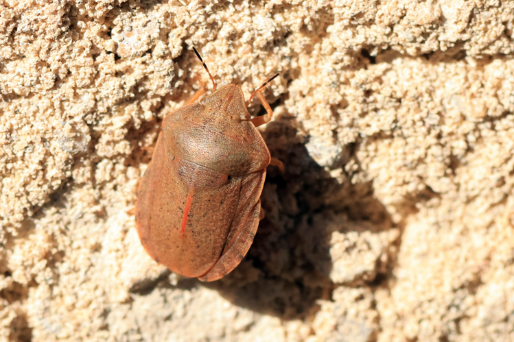 Eurygaster austriaca &copy; Marc Corail