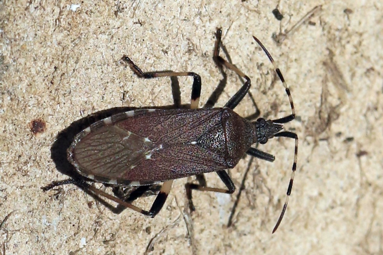 Dicranocephalus agilis &copy; Marc Corail