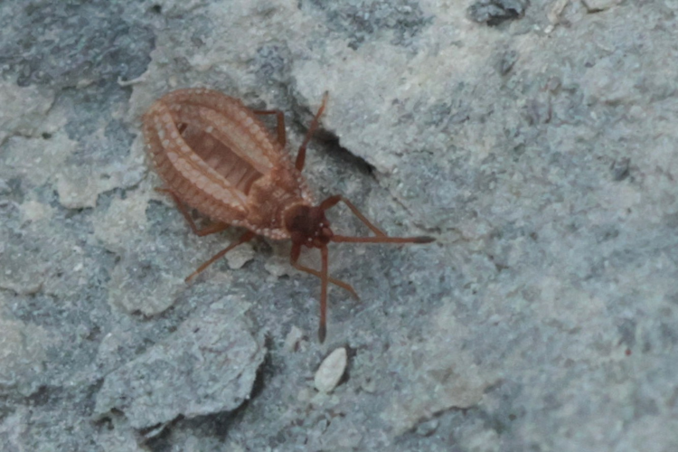 Campylosteira verna &copy; Marc Corail