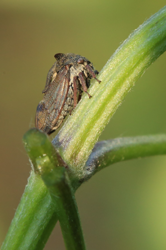 Centrotus cornutus &copy; Marc Corail