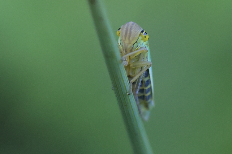 Cicadella viridis &copy; Marc Corail