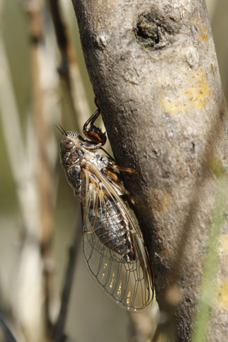 Tettigettalna argentata  &copy; Marc Corail