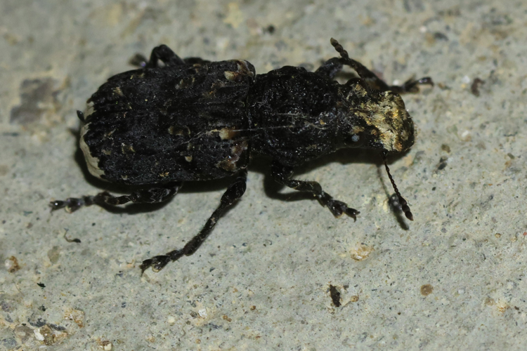 Platyrhinus resinosus &copy; Marc Corail