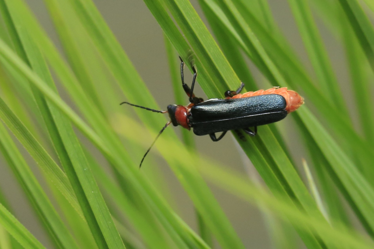 Ancistronycha abdominalis &copy; Marc Corail