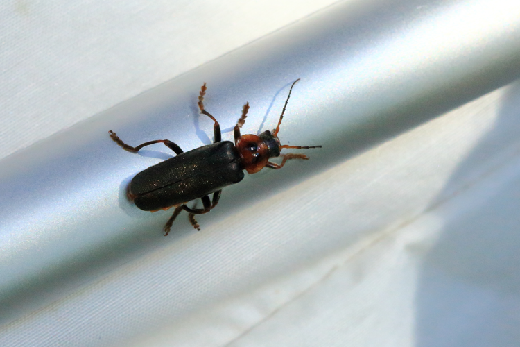 Cantharis annularis &copy; Marc Corail