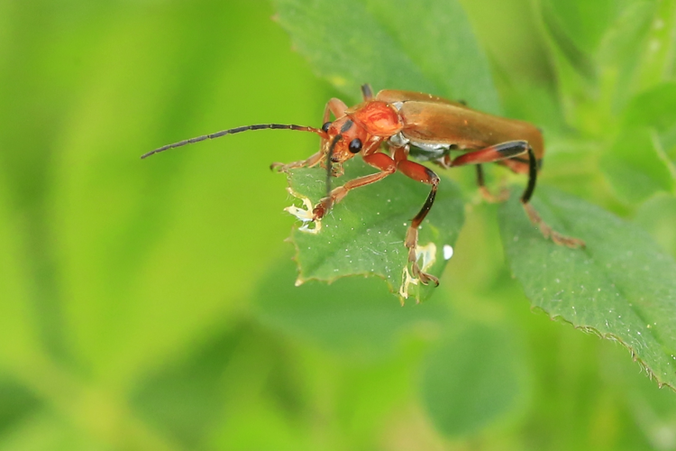 Cantharis livida &copy; Marc Corail