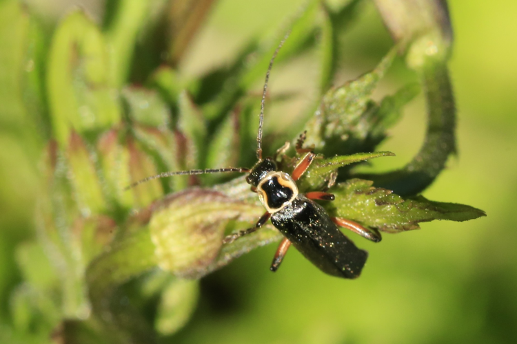 Cantharis nigricans &copy; Marc Corail