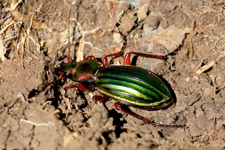 Carabus auronitens &copy; Marc Corail