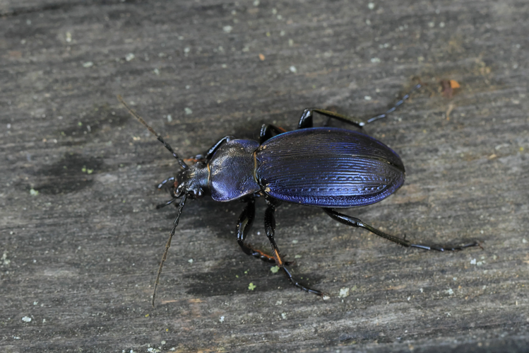 Carabus monilis &copy; Marc Corail