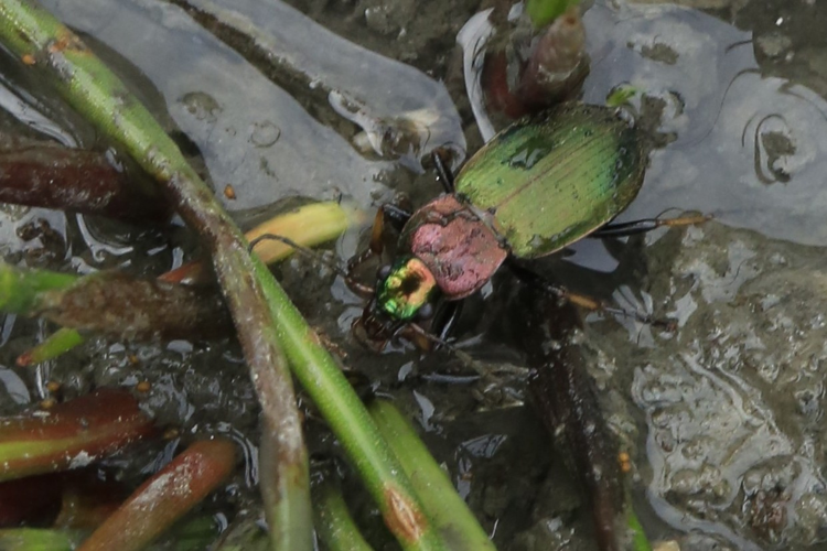 Chlaenius tibialis &copy; Marc Corail
