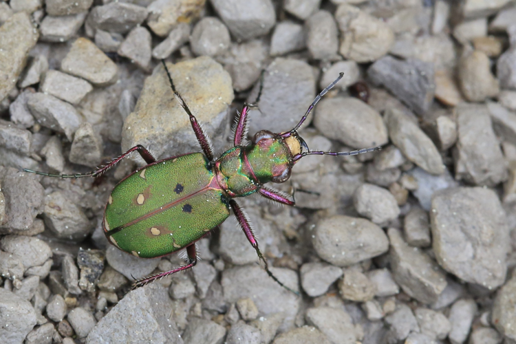 Cicindela campestris campestris &copy; Marc Corail
