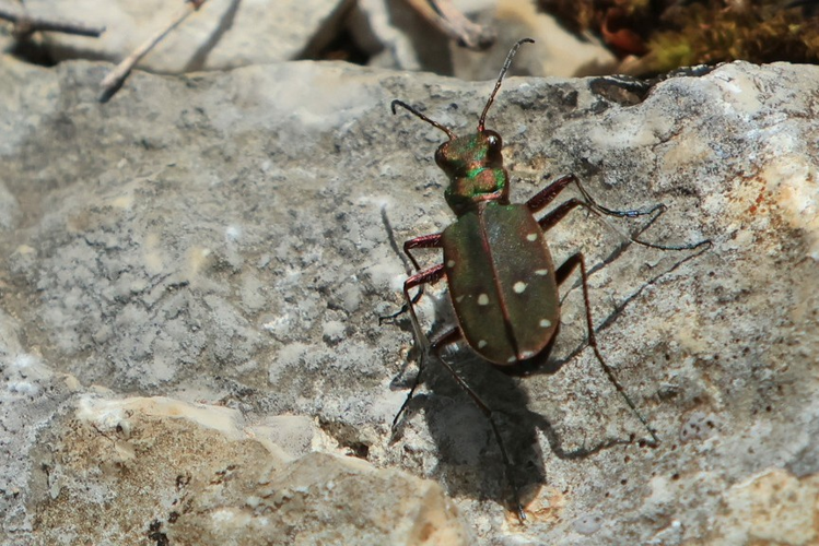 Cicindela maroccana &copy; Marc Corail