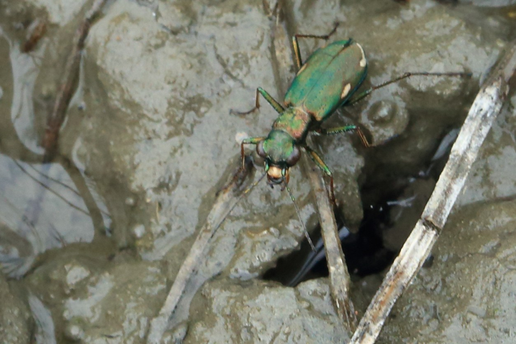 Cylindera germanica &copy; Marc Corail