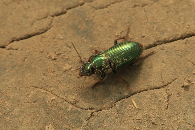 Harpalus distinguendus &copy; Marc Corail