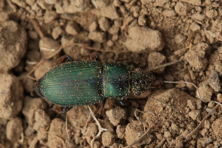 Poecilus cupreus &copy; Marc Corail