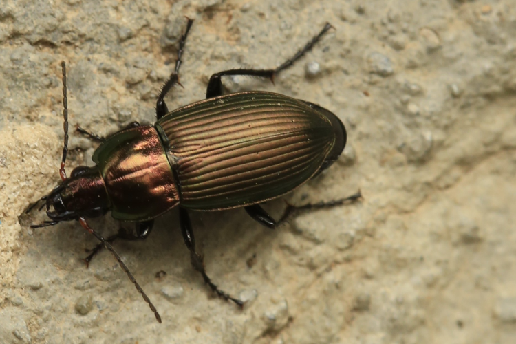 Poecilus versicolor &copy; Marc Corail