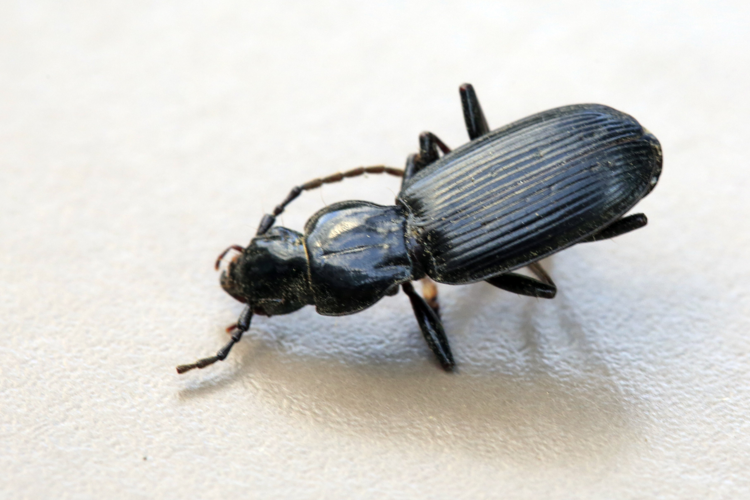 Pterostichus honnoratii &copy; Marc Corail