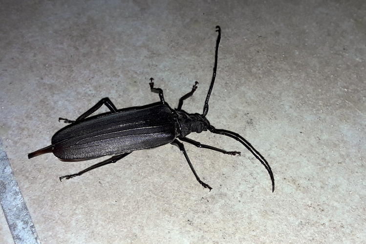 Aegosoma scabricorne &copy; Marc Corail