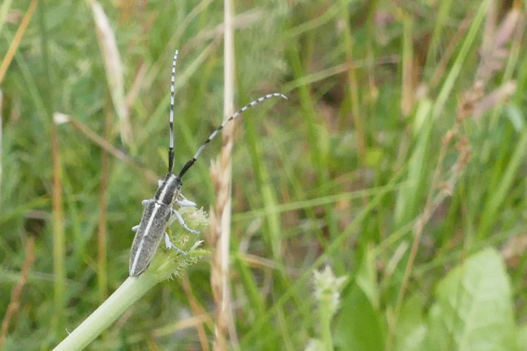 Agapanthia cardui ou suturalis &copy; Marc Corail