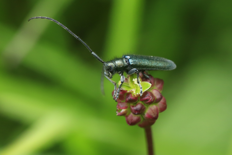 Agapanthia violacea ou intermedia &copy; Marc Corail