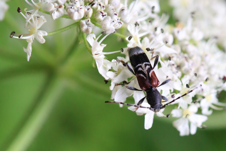 Anaglyptus mysticus &copy; Marc Corail