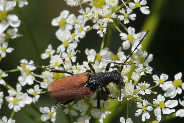 Anastranglia dubia &copy; Marc Corail