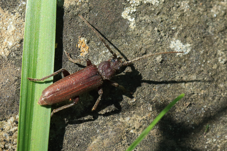 Arhopalus rusticus  &copy; Marc Corail