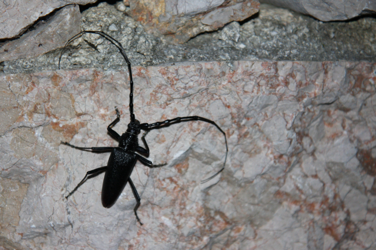 Cerambyx cerdo &copy; Marc Corail