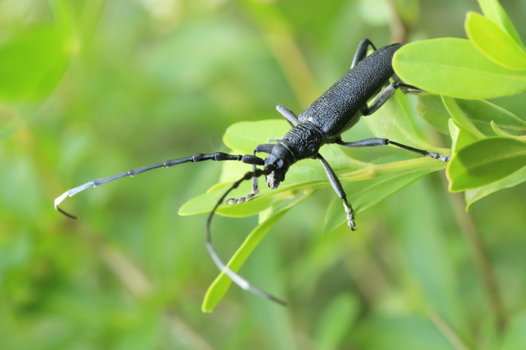 Cerambyx scopolii &copy; Marc Corail