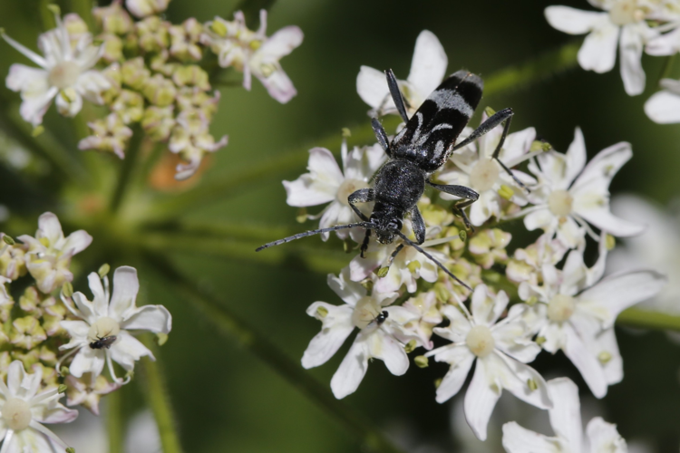 Chlorophorus figuratus &copy; Marc Corail
