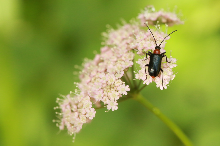 Dinoptera collaris &copy; Marc Corail