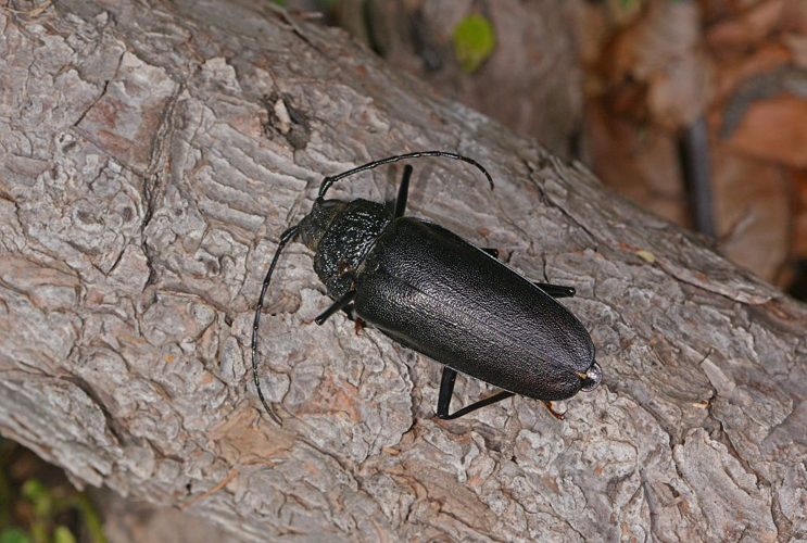 Ergates faber &copy; Marc Corail