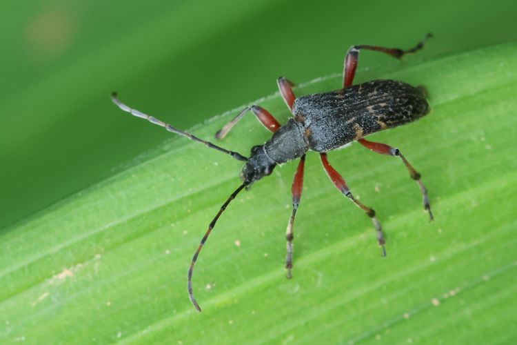 Evodinus clathratus &copy; Marc Corail