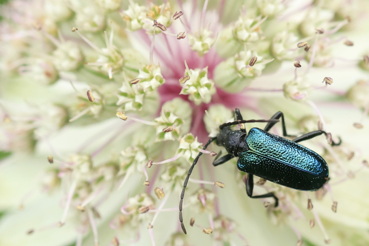 Gaurotes virginea &copy; Marc Corail