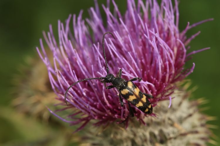 Leptura quadrifasciata &copy; Marc Corail