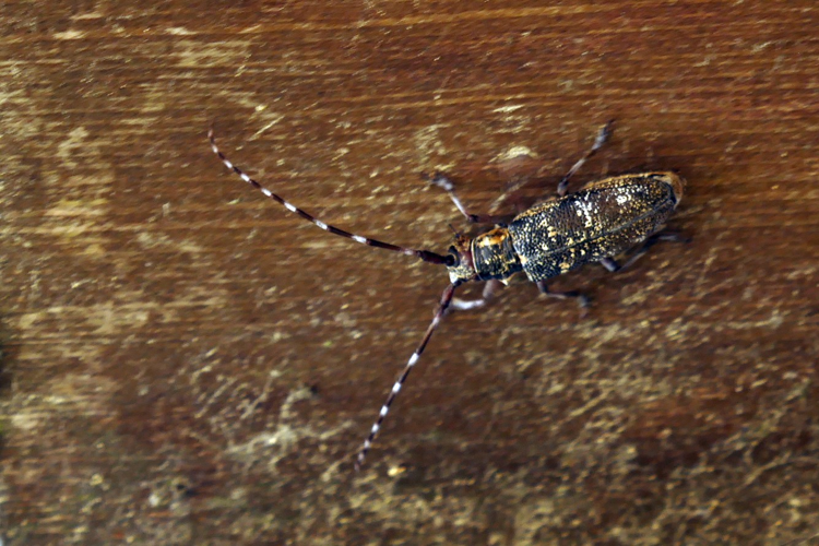 Monochamus galloprovincialis &copy; Marc Corail