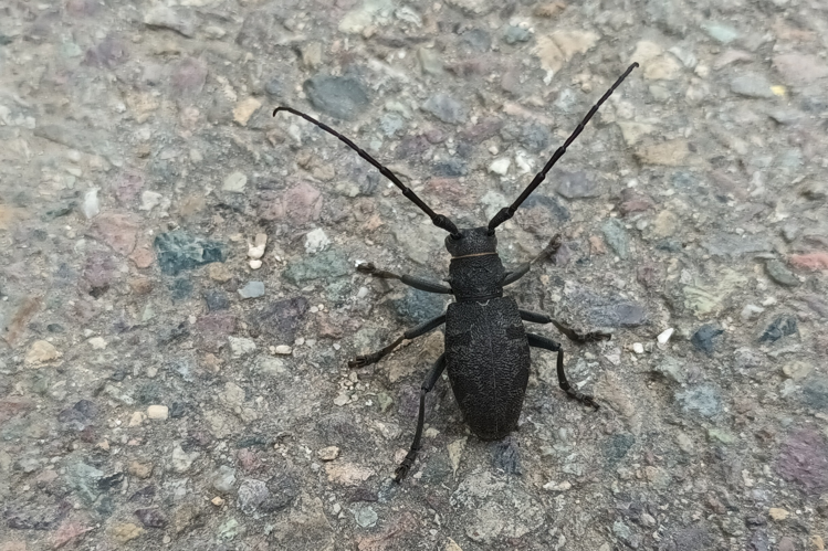 Morimus asper  &copy; Marc Corail